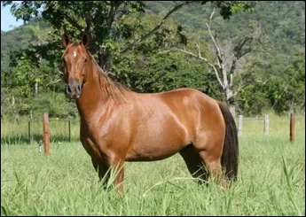 TANGARÁ