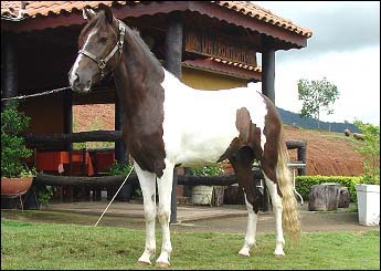 BOLERO DA FAXA