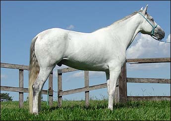 CORONEL