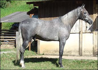 BALÚ LS