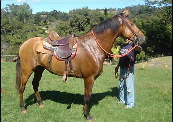 BARÃO DO COQUEIRO VERDE