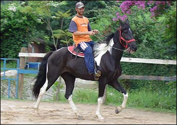 NEGRESCO VHC