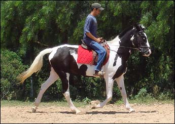 VENUS DA MATA