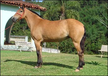 PERSEGUIDA