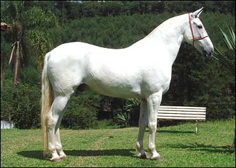 COMODORO