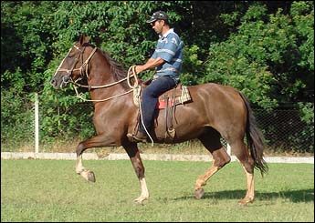 SALPA OJC