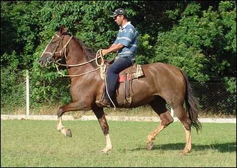 SALPA OJC