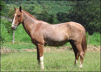 MARLBORO