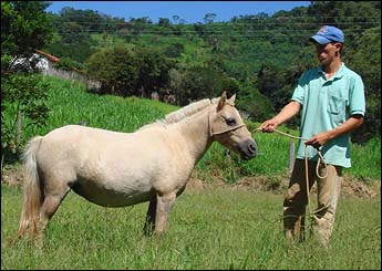PAULISTINHA