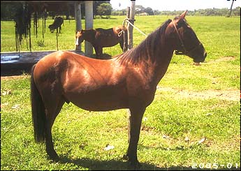 RESERVADO DA BARRA MANSA