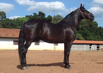 GIMBO DO PANTALEÃO