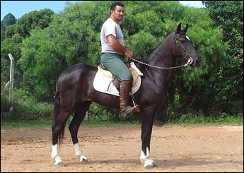 LAMBADA VHC