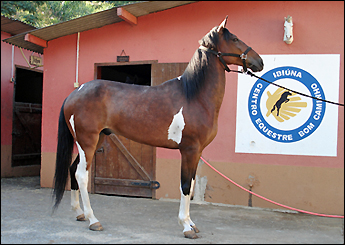 COMANCHE