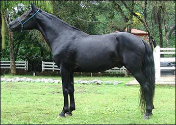 MAMBO RASF