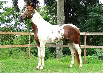 GAMÃO FAF