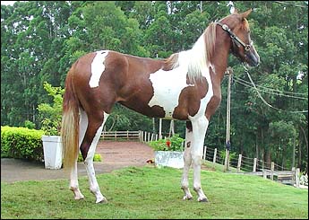 AMORA DA MAJOR MOURÃO