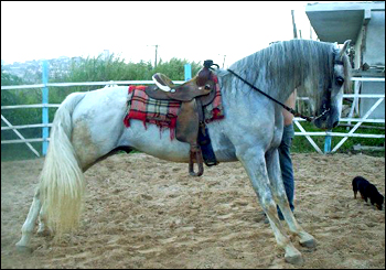 QUIXOTE 7R
