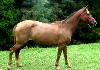 PARAGUAIA