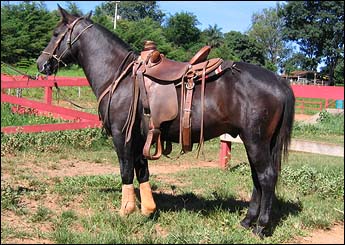 ILUSTRE DA HULHA NEGRA