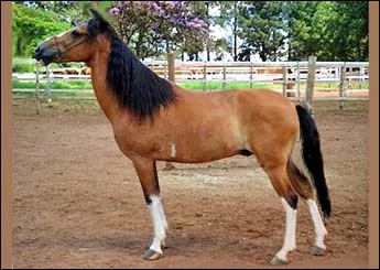 CIGANO RA
