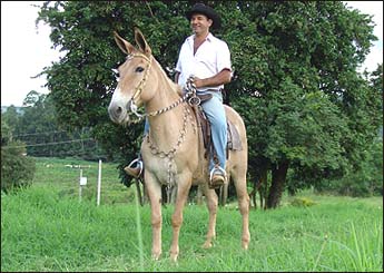 MARQUEZA