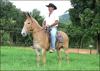 FLOR DE LINS