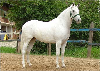 SAFIRA VHC