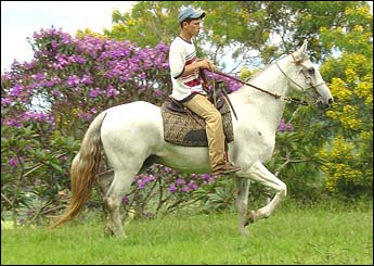 FARAÓ