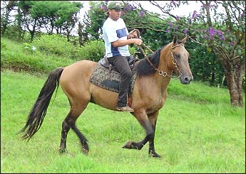 BARALHO