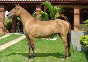 VERÔNICA MTT