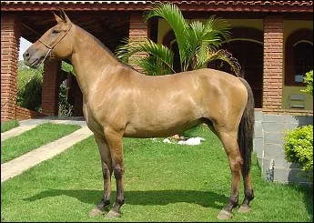 VERÔNICA MTT