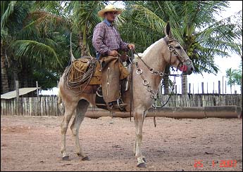 GANDAIA