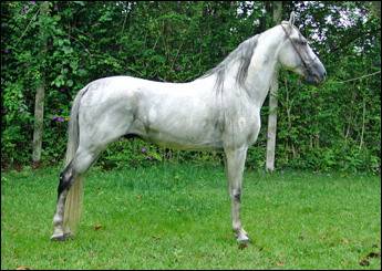 QUERUBIM DOS QUERUBINS