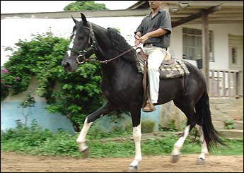 BEN HUR HGF