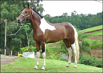 AQUARELA DA FRONTEIRA