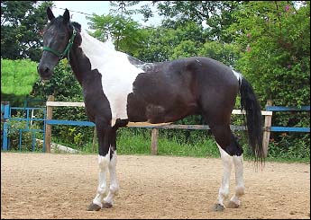COMANCHE VHC