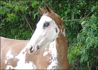 CANINANA