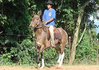 URÂNIA