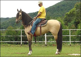 Sem nome Informado - 996