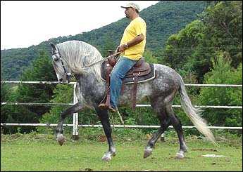 RAVEL DA PURA