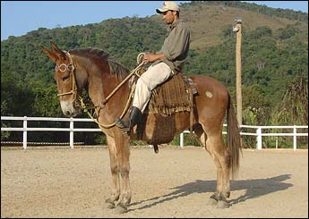 CANÁRIO