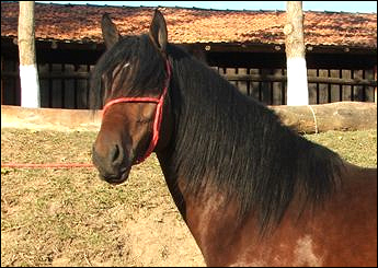 VALETE DO RANCHO NOVO