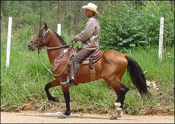 CONHAQUE DO JM