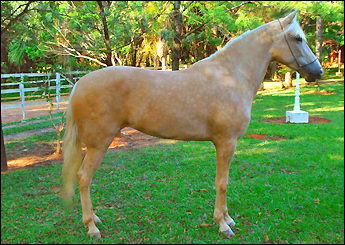 PÉROLA DO R.A.