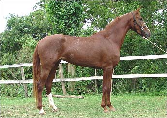 INDIANA DO MENIN