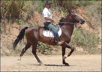 GALANTE VHC