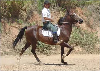 GALANTE VHC