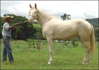 MISS BRASIL