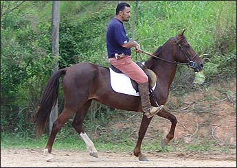 VIRGULA SE