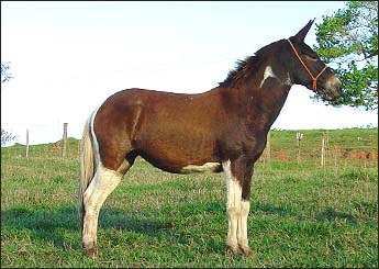 PALOMA